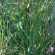 PANICUM virgatum 'Heavy Metal'