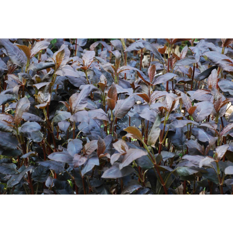 LYSIMACHIA ciliata 'Firecracker'