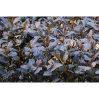 LYSIMACHIA ciliata 'Firecracker'