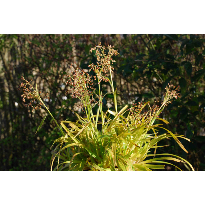 LUZULA sylvatica 'Aurea' LUZULA sylvatica 'Aurea'