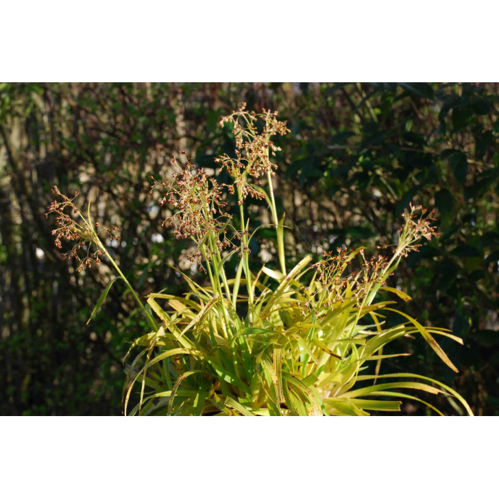 LUZULA sylvatica 'Aurea'