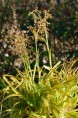 LUZULA sylvatica 'Aurea'