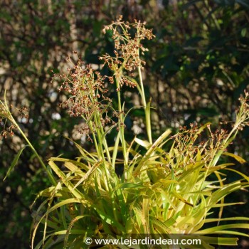 LUZULA sylvatica &#039;Aurea&#039;