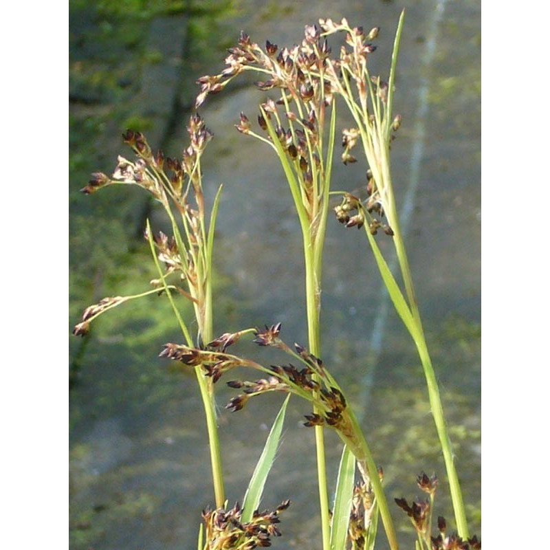 LUZULA sylvatica 'Marginata'