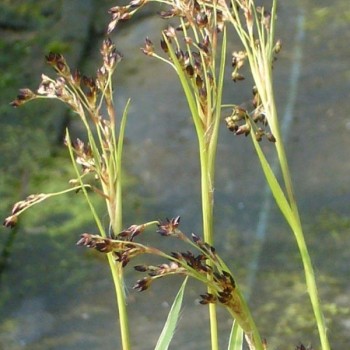 LUZULA sylvatica &#039;Marginata&#039;