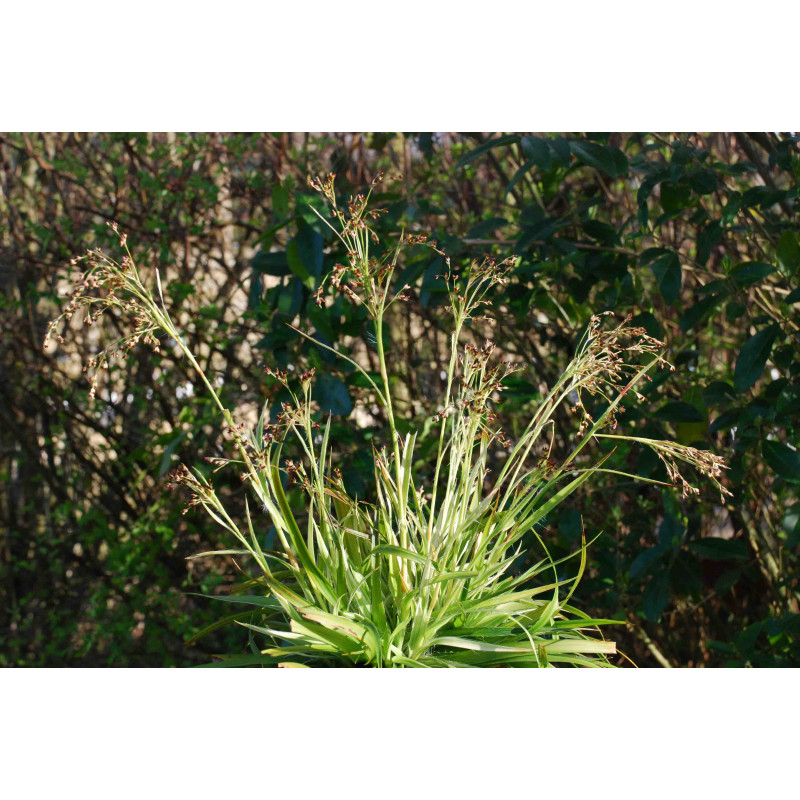 LUZULA sylvatica 'Marginata'