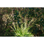 LUZULA sylvatica 'Marginata'