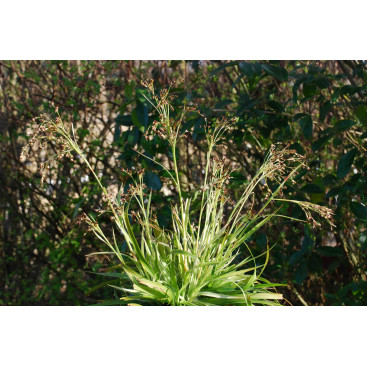 LUZULA sylvatica \'Marginata\'