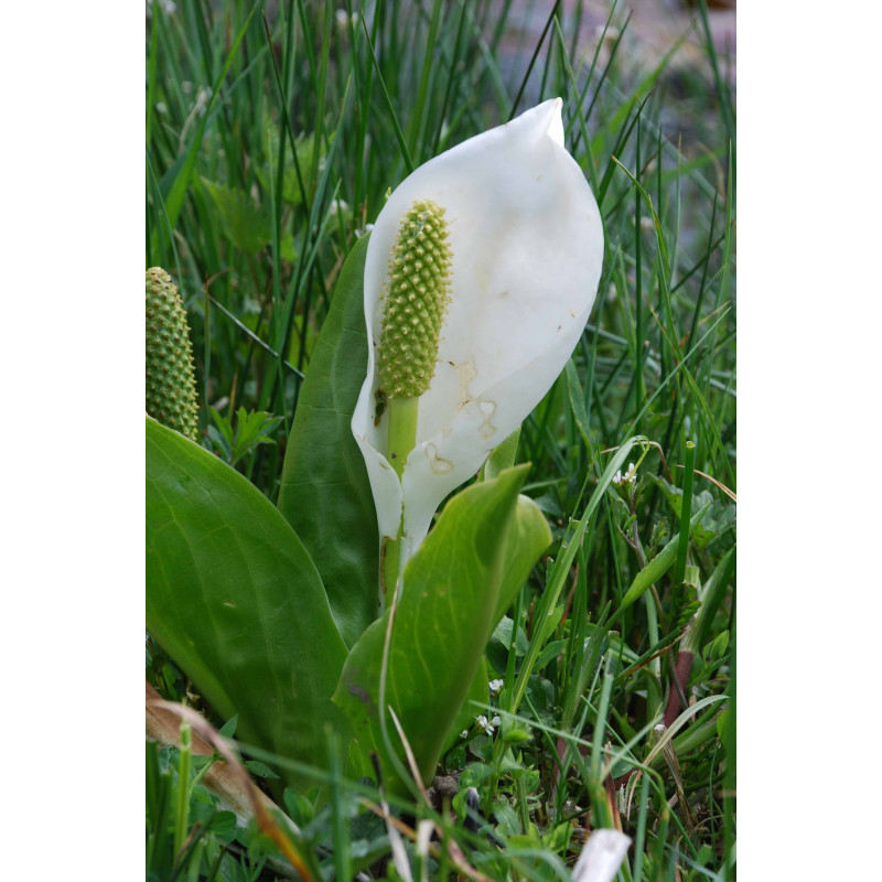 LYSICHITON camtschatcensis
