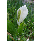 LYSICHITON camtschatcensis