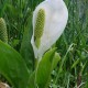 LYSICHITON camtschatcensis