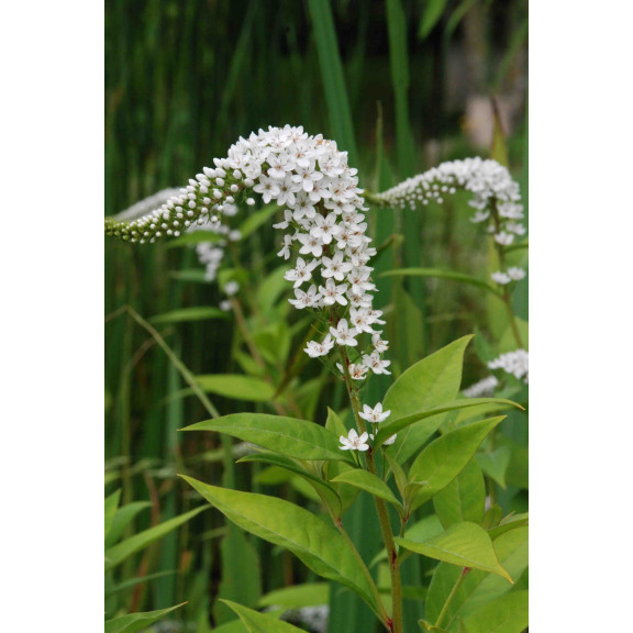 LYSIMACHIA clethroides