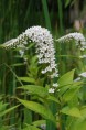 LYSIMACHIA clethroides