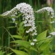 LYSIMACHIA clethroides