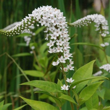 LYSIMACHIA clethroides