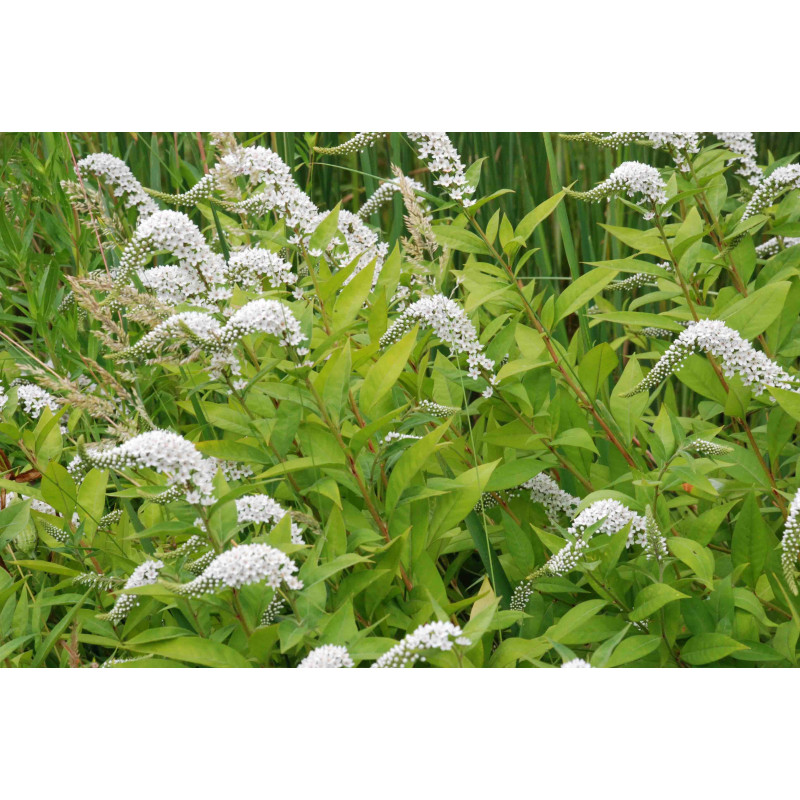 LYSIMACHIA clethroides