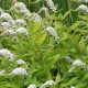 LYSIMACHIA clethroides