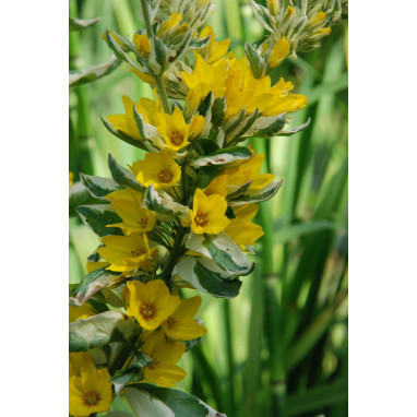 LYSIMACHIA punctata \'Alexander\'