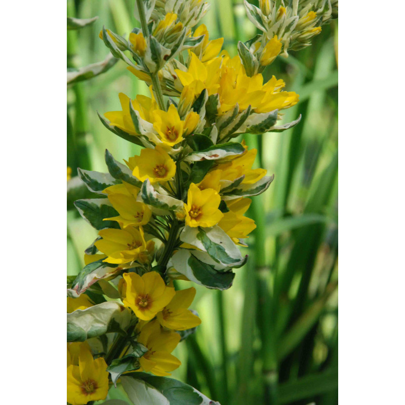 LYSIMACHIA punctata 'Alexander'