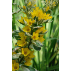 LYSIMACHIA punctata 'Alexander'