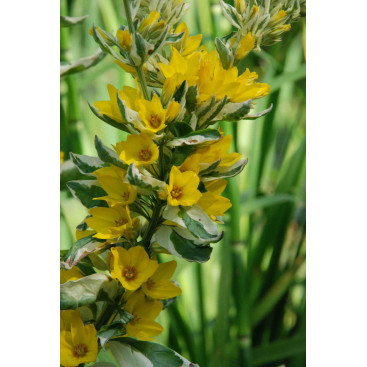 LYSIMACHIA punctata \'Alexander\'