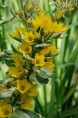 LYSIMACHIA punctata 'Alexander'