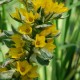 LYSIMACHIA punctata 'Alexander'