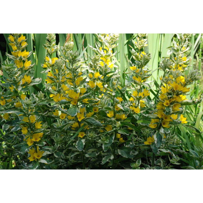 LYSIMACHIA punctata 'Alexander'