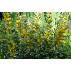 LYSIMACHIA punctata 'Alexander'