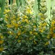 LYSIMACHIA punctata 'Alexander'