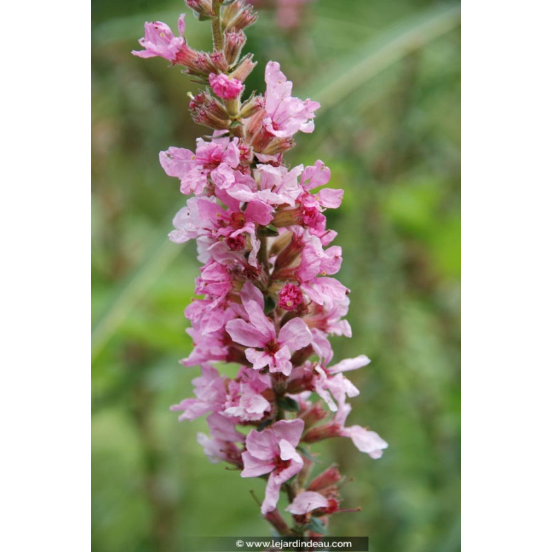 LYTHRUM salicaria  'Blush'