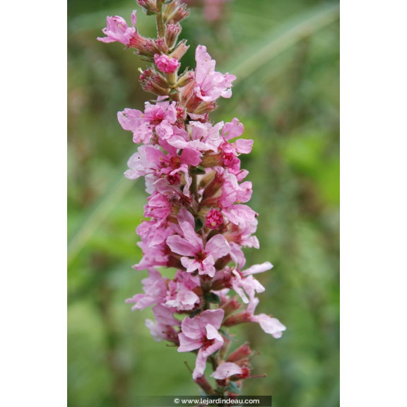 LYTHRUM salicaria  'Blush'