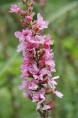 LYTHRUM salicaria 'Blush'