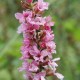 LYTHRUM salicaria 'Blush'