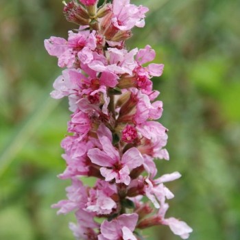 LYTHRUM salicaria &#039;Blush&#039;