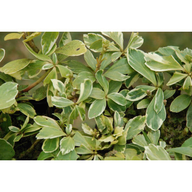 PACHYSANDRA terminalis \'Variegata\'