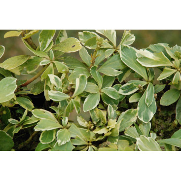 PACHYSANDRA terminalis \'Variegata\'