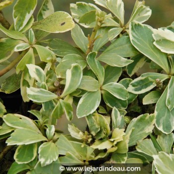 PACHYSANDRA terminalis &#039;Variegata&#039;