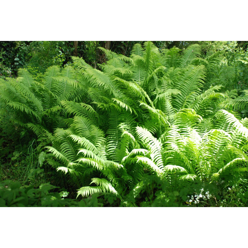 MATTEUCCIA struthiopteris