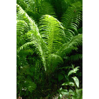 MATTEUCCIA struthiopteris