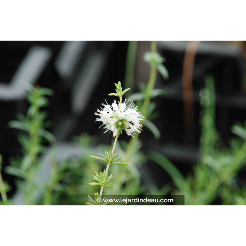 MENTHA cervina 'Alba'