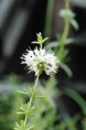 MENTHA cervina 'Alba'