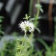 MENTHA cervina 'Alba'