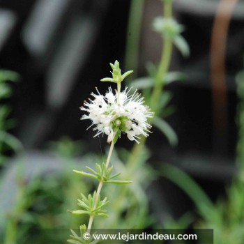 MENTHA cervina &#039;Alba&#039;