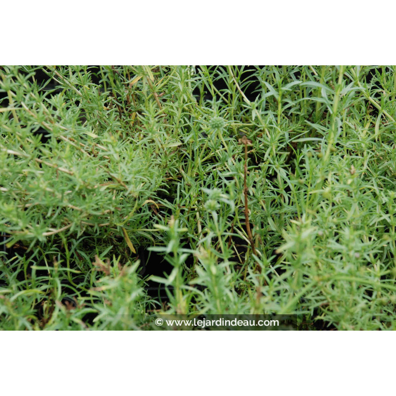 MENTHA cervina 'Alba'