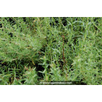 MENTHA cervina 'Alba'