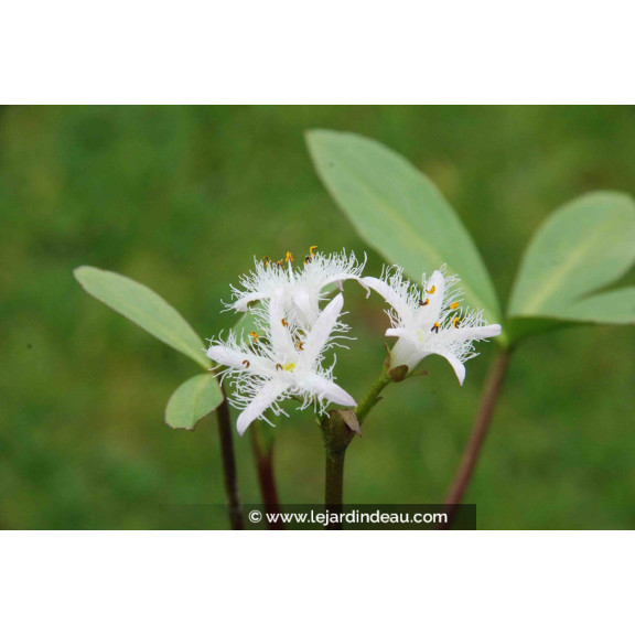MENYANTHES trifoliata