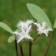 MENYANTHES trifoliata