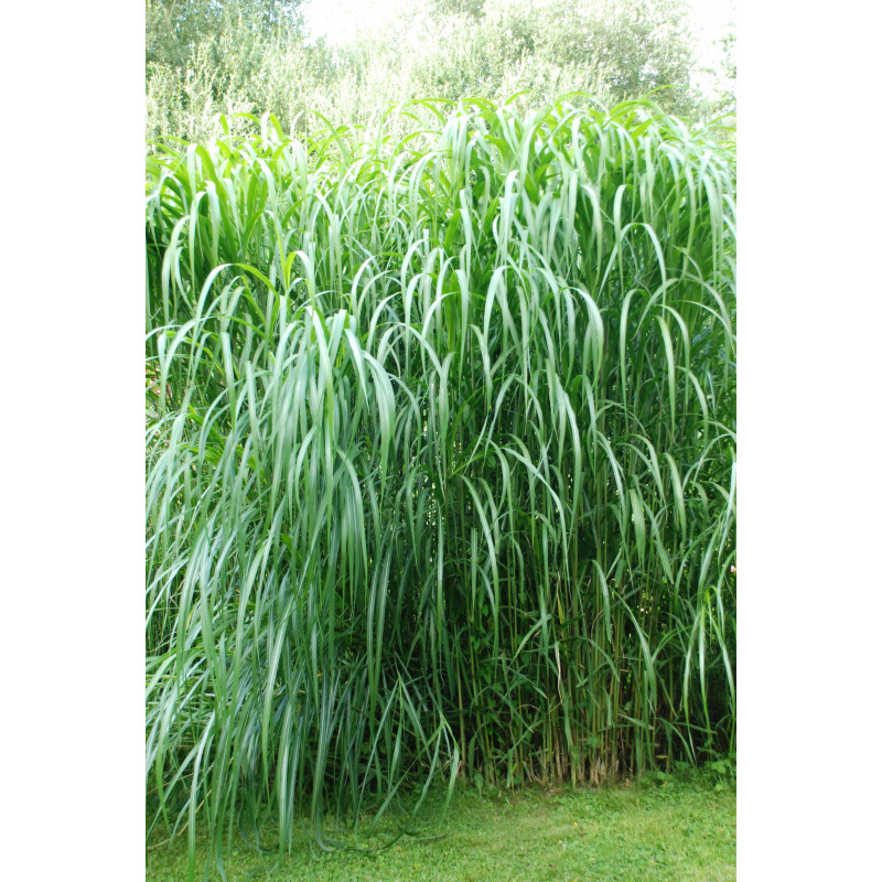 MISCANTHUS floridulus 'Aksel Olsen'