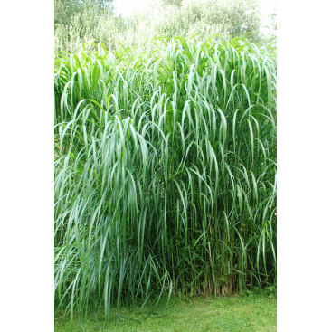 MISCANTHUS floridulus \'Aksel Olsen\'